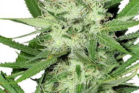 Kush Cannabis Seeds Vs Acapulco Gold Cannabis Seeds: Get To Know Which Is Right For You?