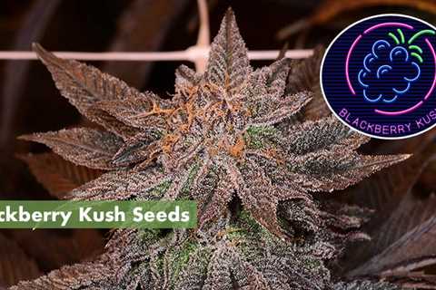 Kush Cannabis Seeds Vs Blackberry Cannabis Seeds: Which Is Better For You In 2023?