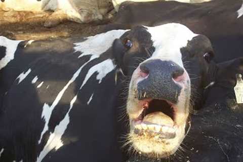 Dairy Investigation Exposes Heartbreaking Cruelty to Cows