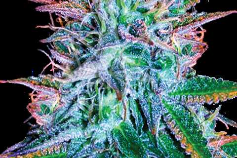 White Widow Cannabis Seeds Vs Purple Haze Cannabis Seeds: Get To Know Which Is Right For You?