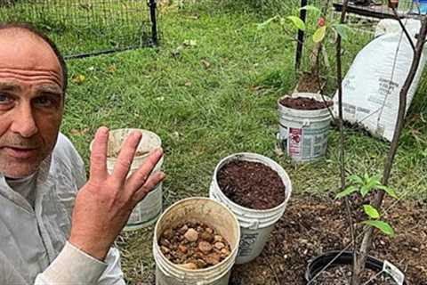 4 soil amendments to create well-draining soil, and planting fruit trees over clay soil