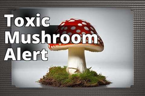 A Comprehensive Guide to Amanita Muscaria Toxicity: Symptoms, Treatment and Prevention