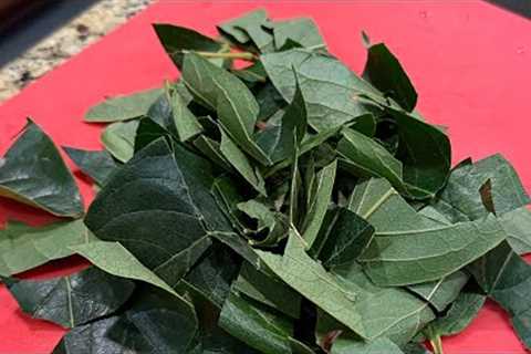 Persimmon Leaf Herbal Tea (Homemade) @DrRussellKennedyTHEANXIETYMD @AnxietyWar @Anxietycouple
