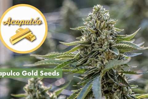 Super Lemon Haze Cannabis Seeds Vs Acapulco Gold Cannabis Seeds: What’s The Difference In 2023?