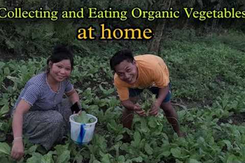 collecting and Eating Organic Vegetables at home