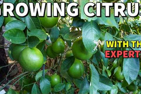 Learn How To Grow Citrus From EXPERT Growers! [Southeastern Citrus Expo 2023]