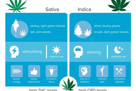 Cbd Vs Indica: Which Is Better For You?