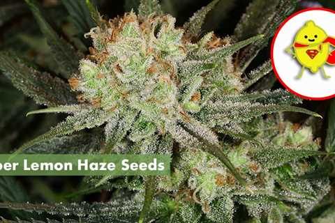 Super Lemon Haze Cannabis Seeds Vs Charlotte’s Web Cannabis Seeds: Which Is Best In 2023?