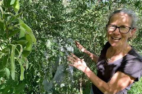 From Survive to Thrive -  Improving Conditions for my Avocado Tree | Permaculture Food Forest