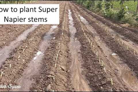 How to plant Super Napier grass stems / Super Napier farm / High yielding green fodder #supernapier