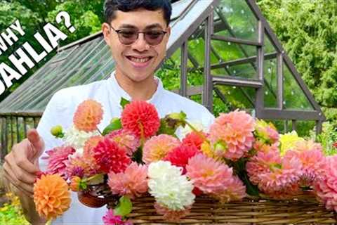 Arranging Bud Vases with Dahlias from my Garden