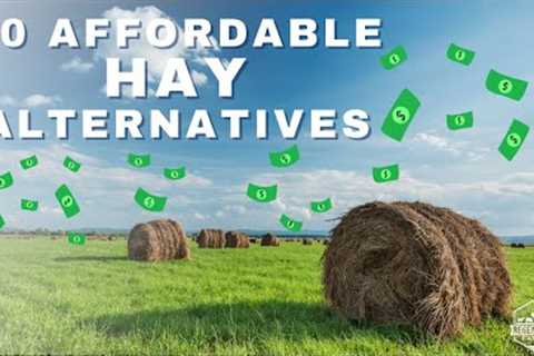 10 Affordable Hay Alternatives for Feeding your Animals
