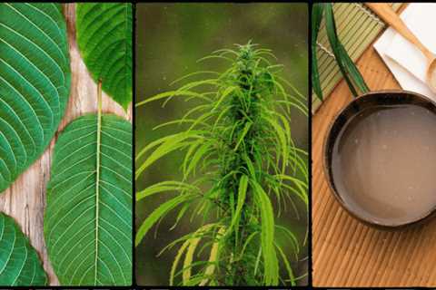 Cbd Vs Kava For Anxiety: Get The Main Difference In 2023