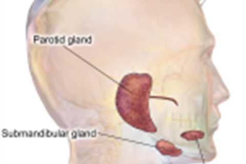 Salivary glands