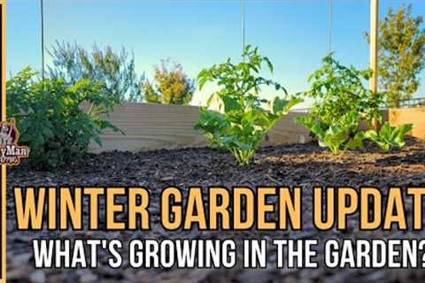 What''s Growing In The Garden? Winter Gardening Updates 2023