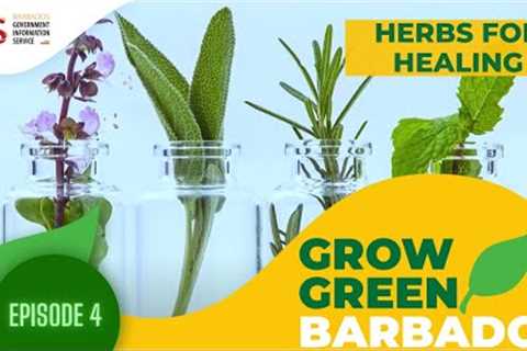 Grow Green Barbados - Episode 4 – Herbs for Healing