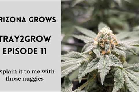 Tray2Grow Episode 11