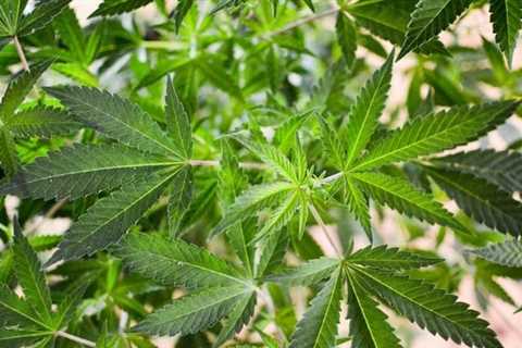 Senator Pushes DEA To Act With ‘Great Urgency’ To Reschedule Marijuana