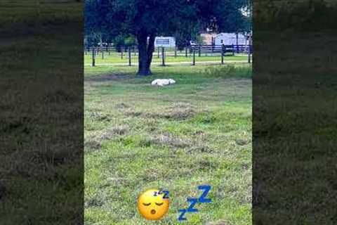 Are Livestock Giardian Dogs Nocturnal? #homestead #smallfarm #animallover #sleep #lgd #greatpyrenees
