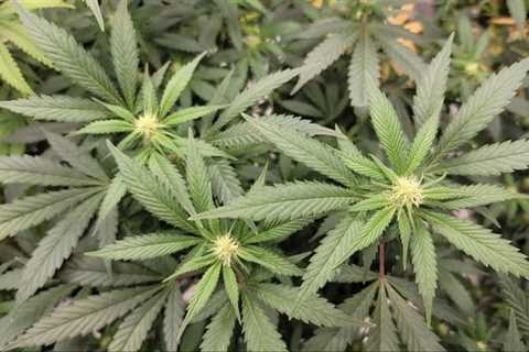Germany Hosts Officials From U.S. And Other Countries For Marijuana Forum On Creating International ..