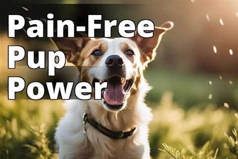 The Ultimate Guide to CBD Oil Benefits for Dog Pain Relief