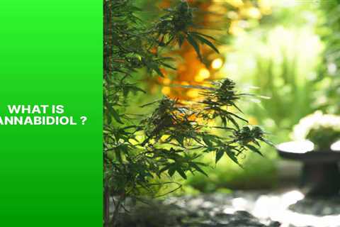 Discover the Benefits of Cannabidiol for Natural Wellness