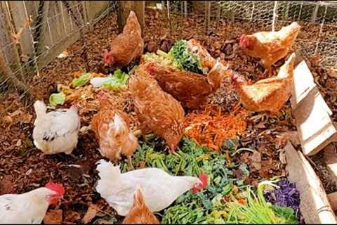 Chicken Compost - HUGE leaf upgrade!