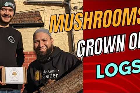 Growing Shitake Mushrooms On Logs At Home
