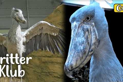 Shoebill Is A Challenging Animal But There''s A Way... What Is It? I Kritter Klub