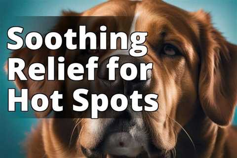 Say Goodbye to Hot Spots in Dogs with CBD Oil: A Natural Solution