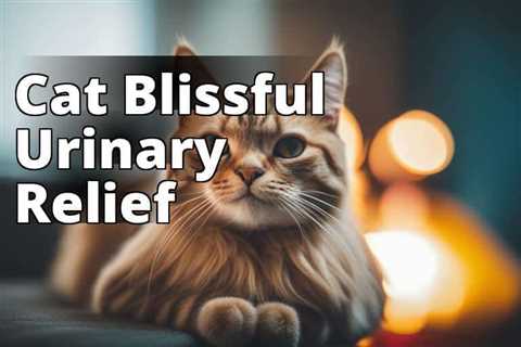 The Ultimate Guide to CBD Oil Benefits for Cats’ Urinary Tract Health