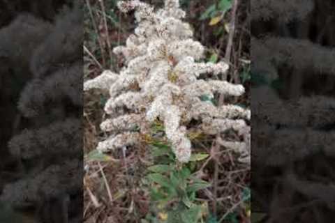 Dried Goldenrod Blooms