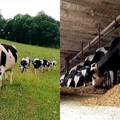 Feeding, Checking, and Caring For Cows On a Dairy Farm!