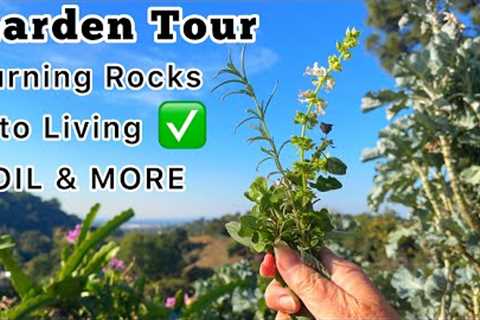 Garden Tour Nature Turns Stone into Rich Compost Soil as Herbs Grow & Container Gardening..