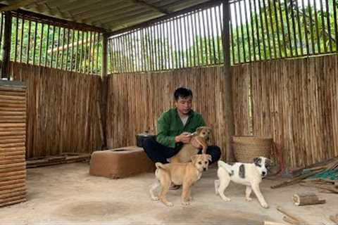 Vaccinating puppies to prevent diseases,Harvesting spicy ginger roots to sell at the market