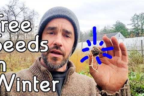 Planting Tree Seeds in Winter!?!