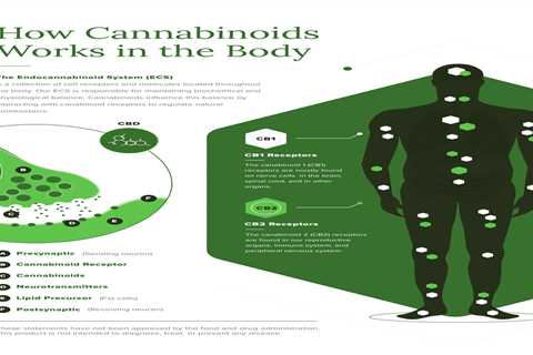 How Does CBD Work In The Human Body To Alleviate Pain?