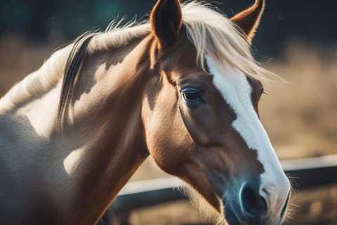 Unlocking the Power of CBD Oil for Digestion in Horses: A Comprehensive Guide
