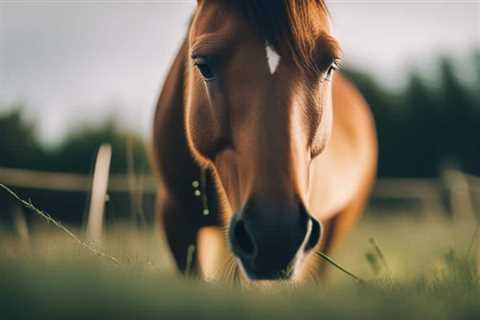 CBD Oil Benefits for Digestion in Horses: Unleash the Healing Power