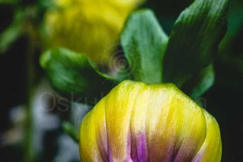 Aesthetic Closeup Flowers XI