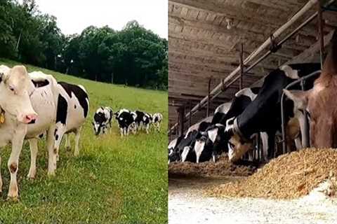 Feeding, Checking, and Caring For Cows On a Dairy Farm!