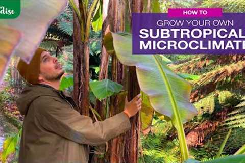How to grow your own SUBTROPICAL MICROCLIMATE | 250 year old example!