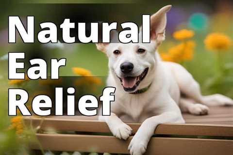 The Ultimate Guide to Holistic Pet Care: CBD Oil Benefits for Ear Infections in Dogs Revealed