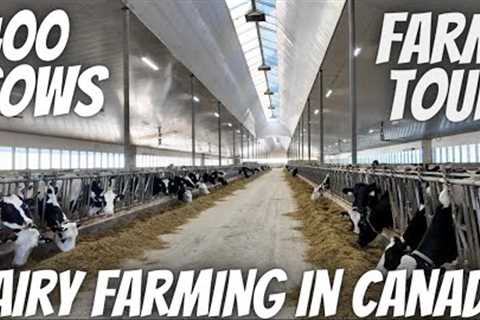 New Mars Dairy Milking 400 Cows In Alberta Canada