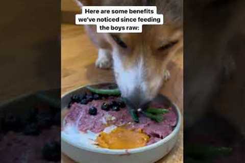 My Corgi’s Farts Went Away After Feeding Him a Raw Diet