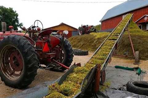 Could That Pile Get Any BIGGER? Chopping Corn Silage 2023!