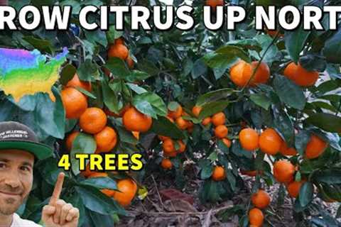 4 CITRUS TREES That Northern Gardeners Can Actually Grow!