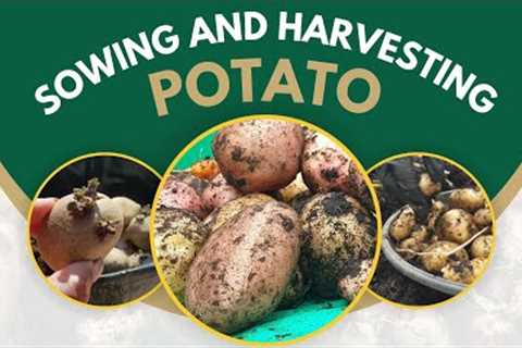 Lazy Potatoes | Effective POTATO Growing Tips | No Dig, Easy Harvest!