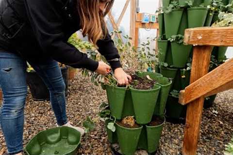 Growing Greens, Herbs & Small Root Crops Inside During Winter! 🥬🪴🥕 // Garden Answer