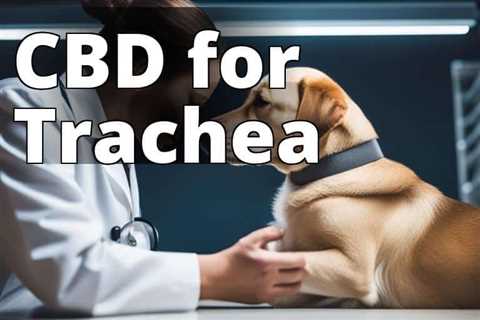 The Best CBD for Collapsed Trachea in Dogs: A Complete Guide